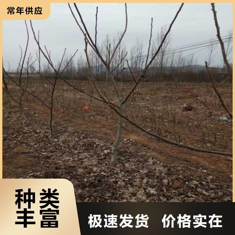 核桃苗桃树苗基地实体诚信经营