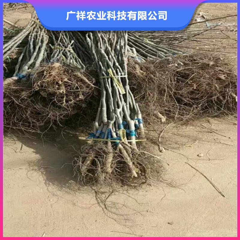 核桃苗徐香猕猴桃树苗联系厂家