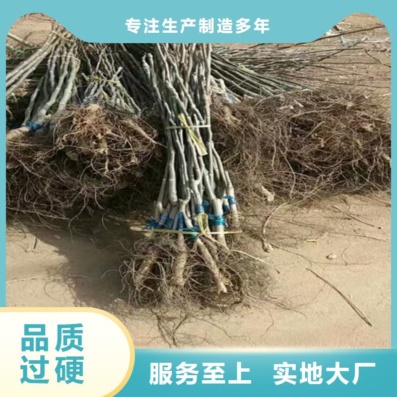 【核桃苗】大棚草莓苗畅销本地