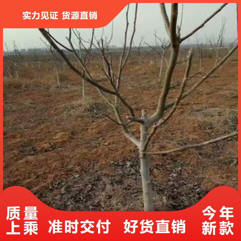 核桃苗_果树苗批发基地免费寄样