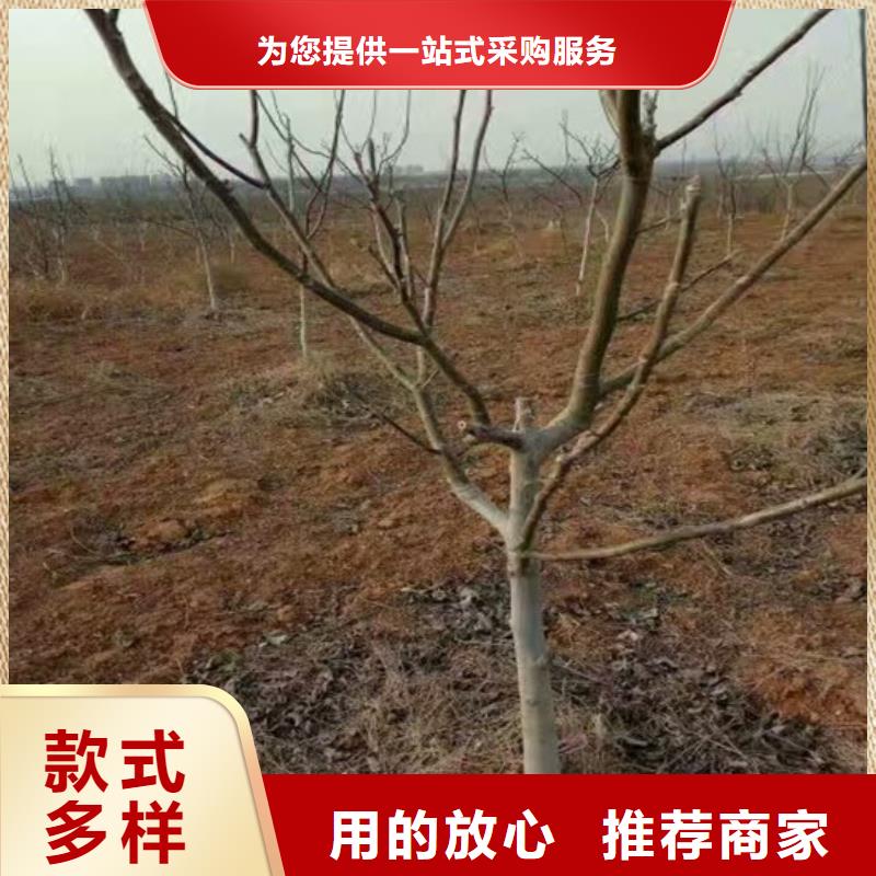 【核桃苗无花果树苗现货采购】