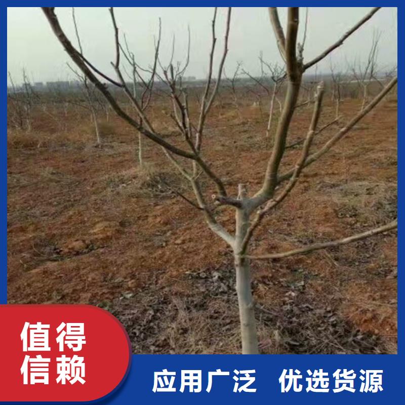 清香核桃苗批发