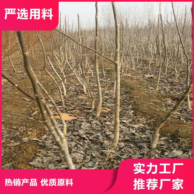 核桃苗桃树苗基地实体诚信经营