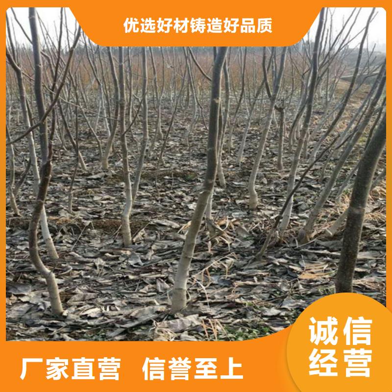 【核桃苗桃树苗基地专注生产制造多年】