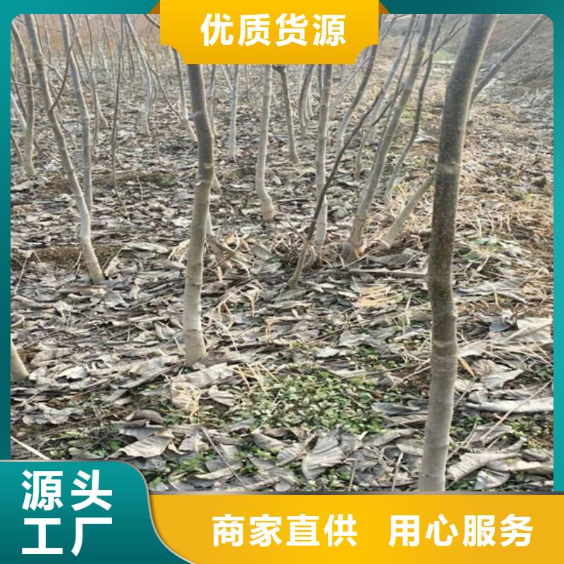 回族自治区核桃实生苗种植条件