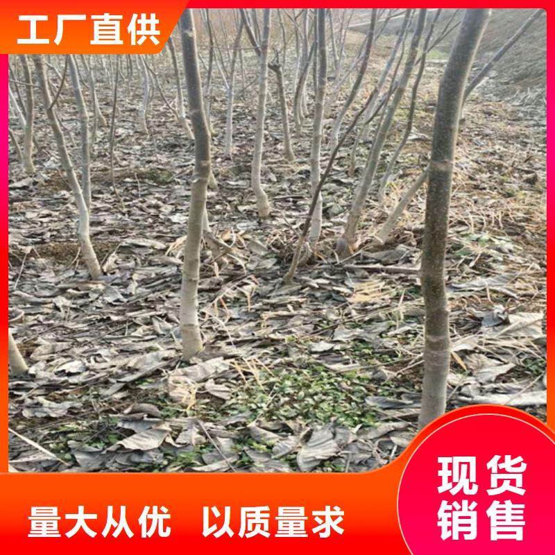 【核桃苗】无花果树苗正规厂家