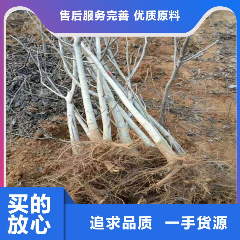 【核桃苗】无花果树苗正规厂家