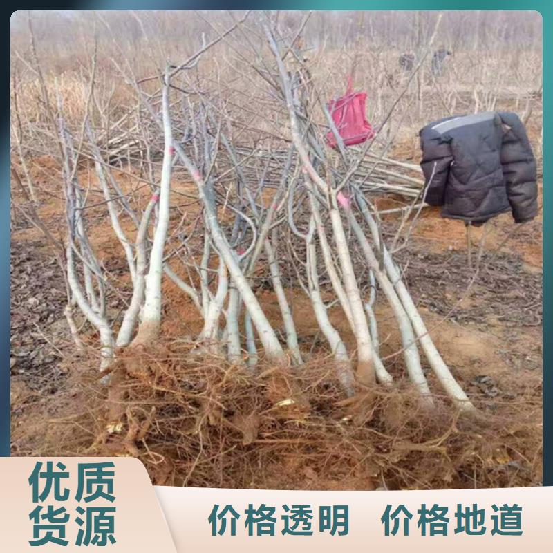 碧根果树苗种植地区