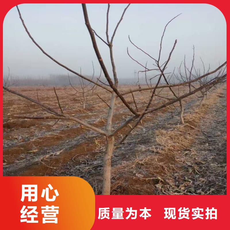 核桃苗樱桃苗基地当日价格