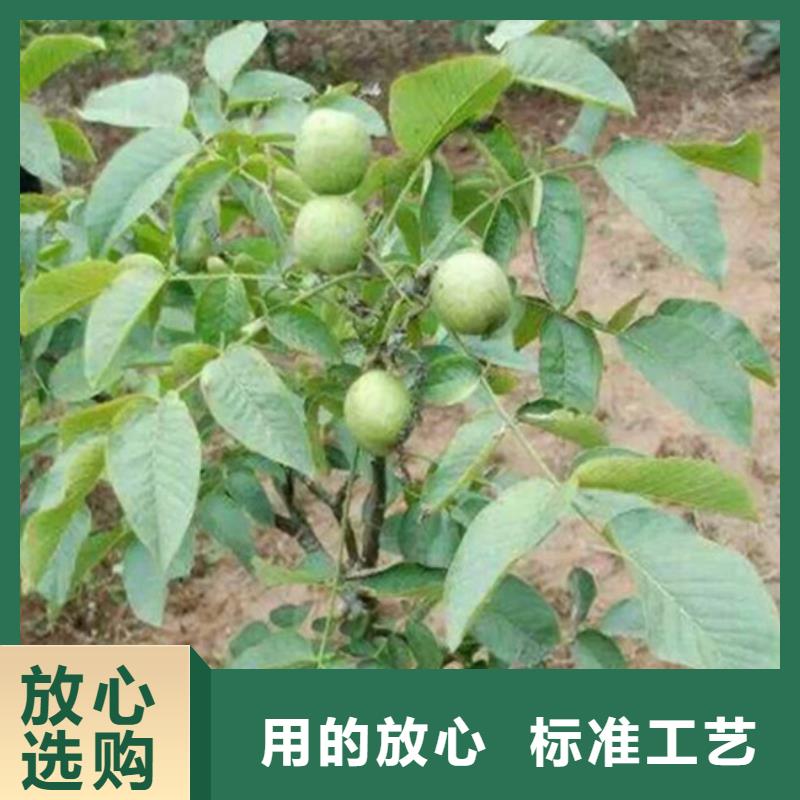 8518核桃苗哪里有种植的