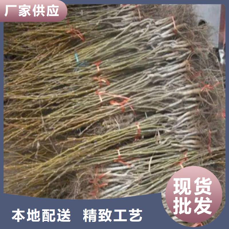 香玲核桃苗种植地区