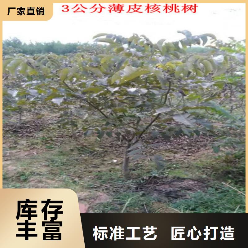 核桃苗【胭脂脆桃树苗】大量现货