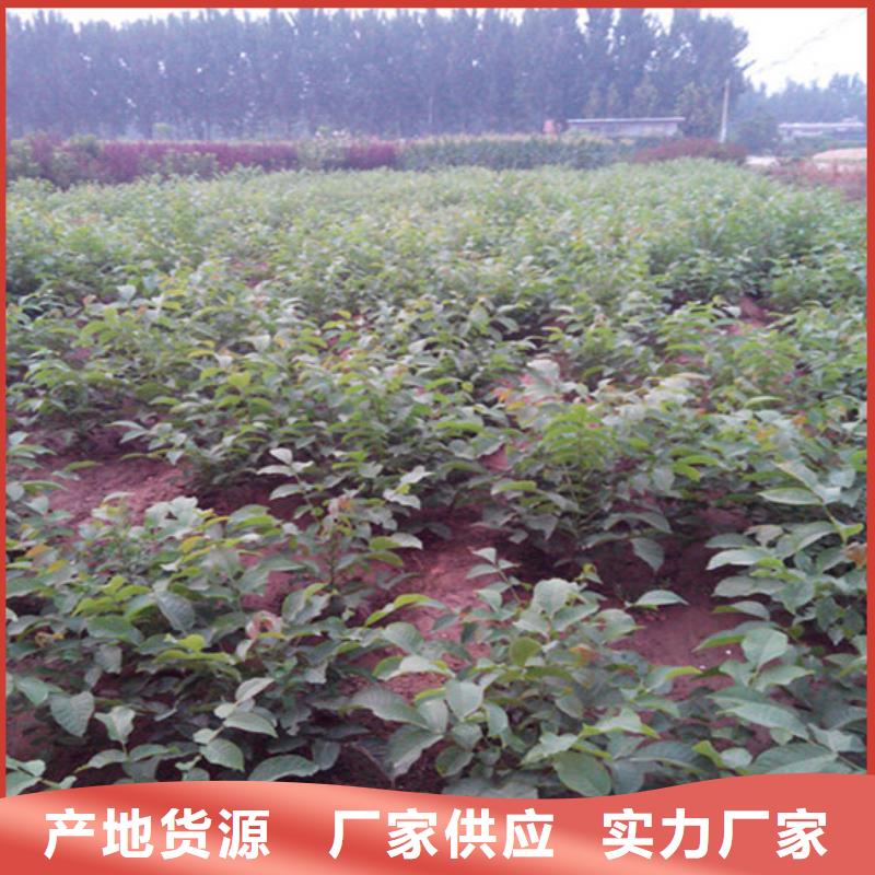 【核桃苗】草莓源头厂家量大价优