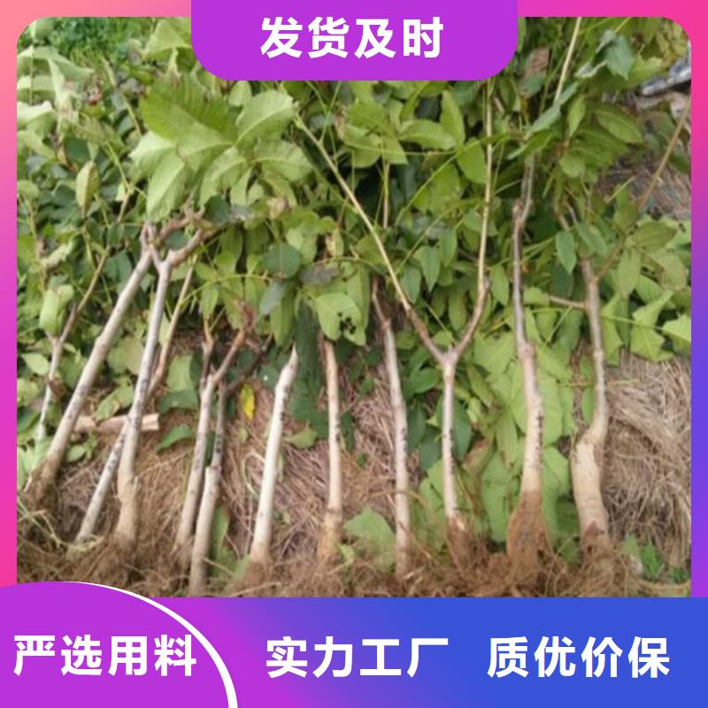 核桃苗草莓苗价格批发货源