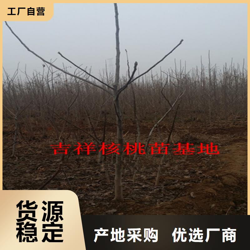 【核桃苗】无花果树苗正规厂家