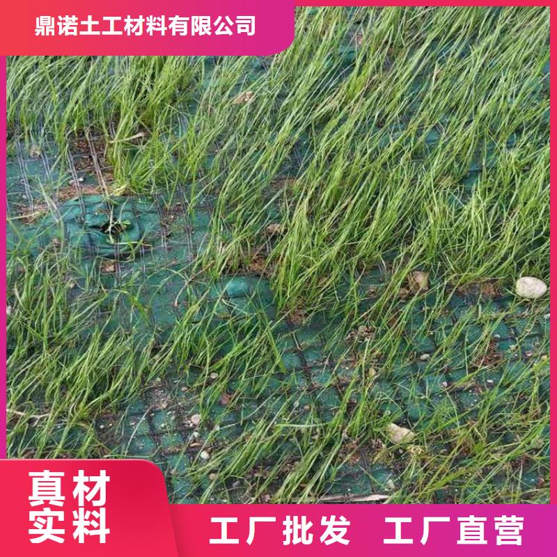 邢台植草绿化毯