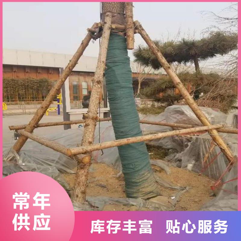 【中齐】衡阳市树木包树布保湿带