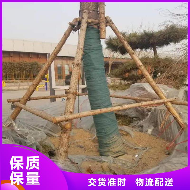 品牌：中齐-杭州市绿色防寒布树木保湿布_