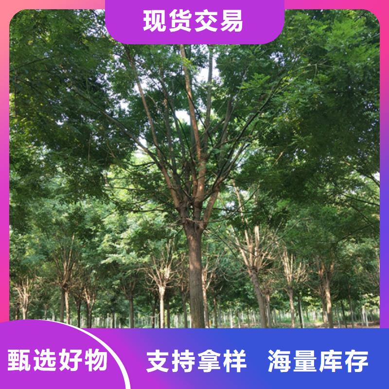 法桐认准翌昊苗木种植基地