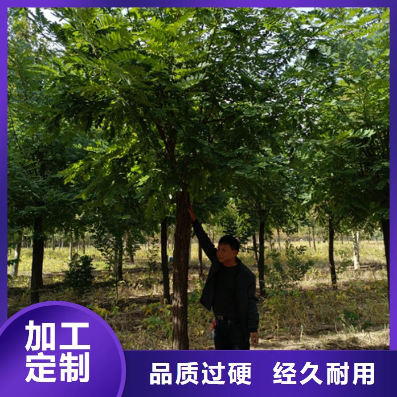 法桐种植基地绿化乔木