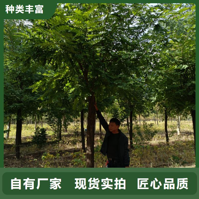 法桐行情大量现货