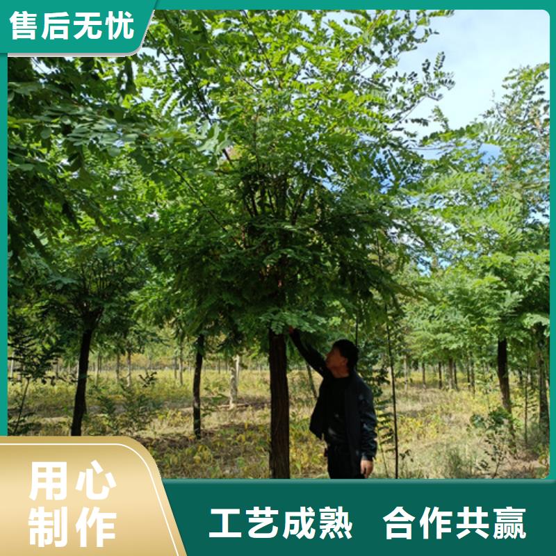 法桐小苗就选翌昊苗木种植基地