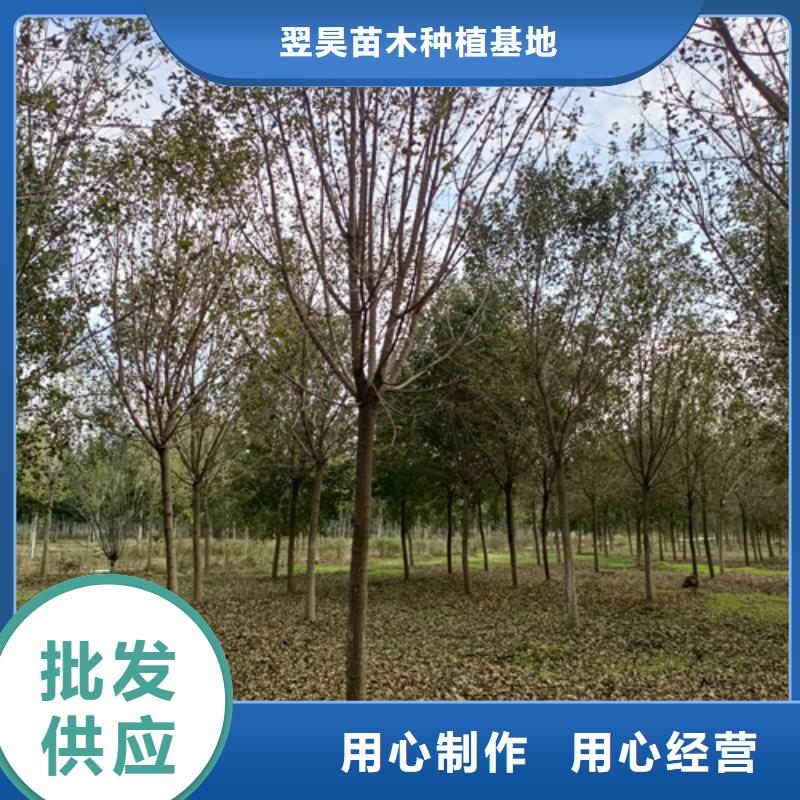 法桐价格种植基地绿化苗木