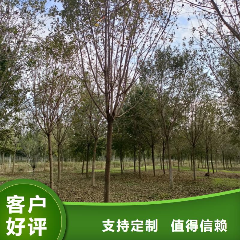 现货供应_法桐小苗品牌:翌昊苗木种植基地