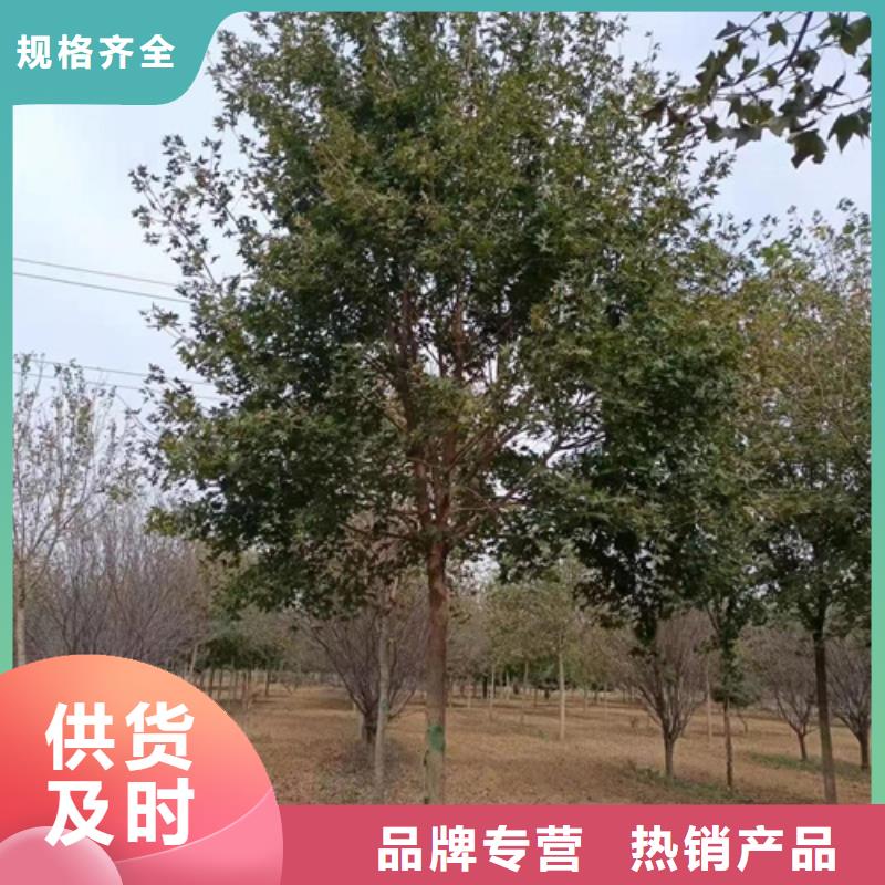 法桐价格种植基地绿化苗木