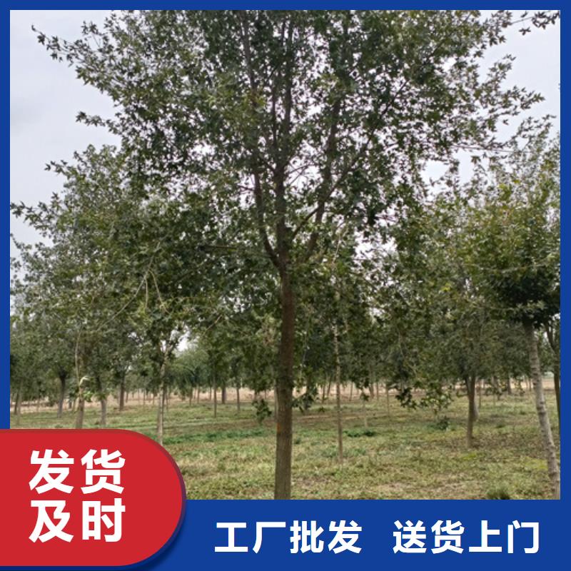 现货供应_法桐小苗品牌:翌昊苗木种植基地