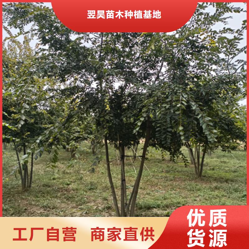 造型法桐种植基地绿化苗木