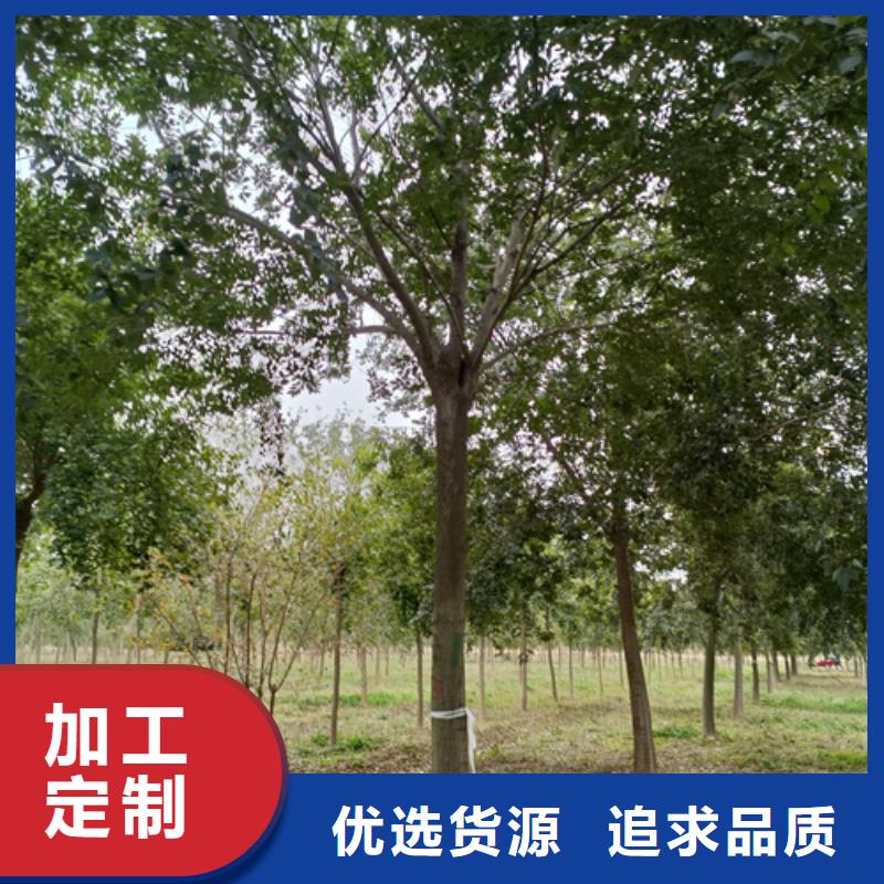 造型法桐口碑推荐-翌昊苗木种植基地