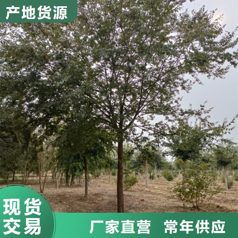 法桐批发零售-定做_翌昊苗木种植基地