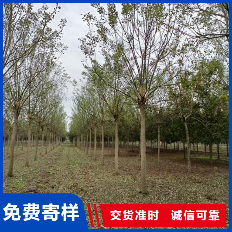 速生法桐品牌:翌昊苗木种植基地