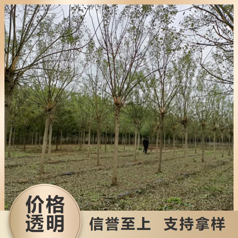 法桐价格采购价格苗木基地