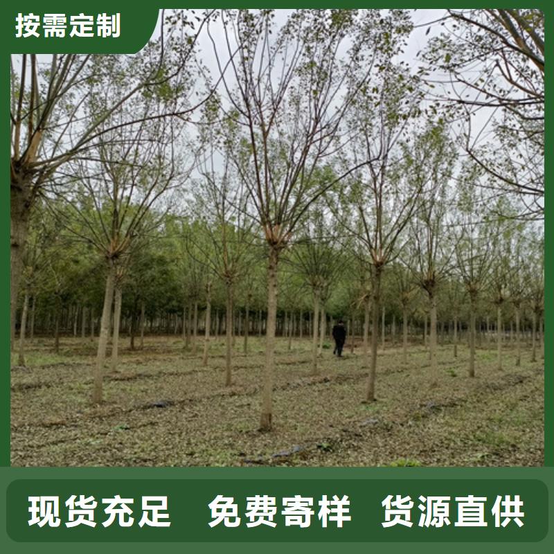 造型法桐生产商_翌昊苗木种植基地