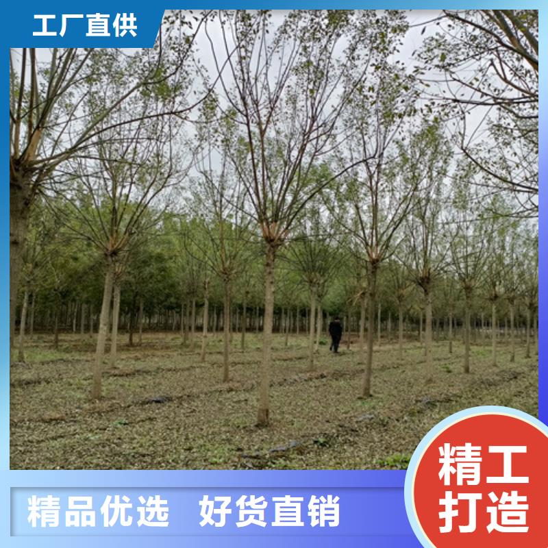 法桐小苗种植基地绿化乔木