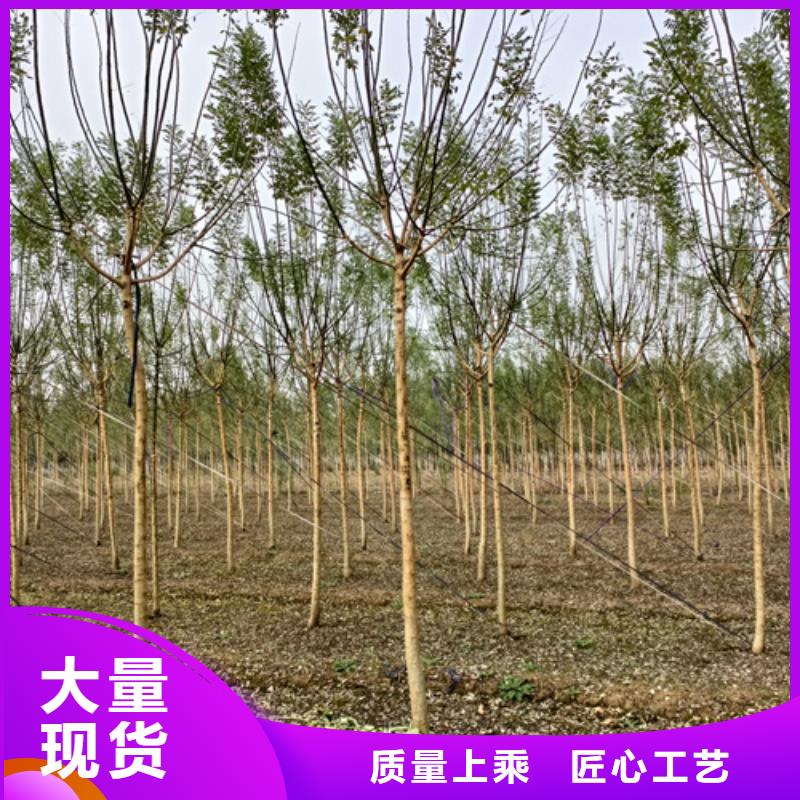 速生法桐种植基地绿化苗木