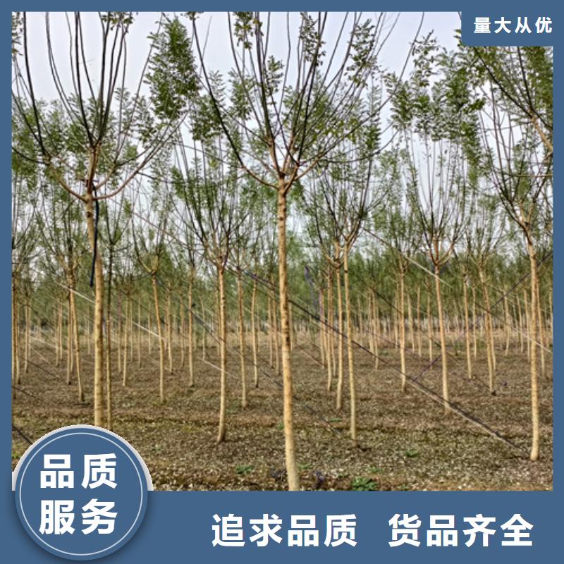 速生法桐批发_翌昊苗木种植基地