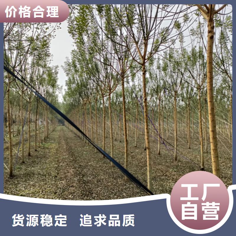 供应造型法桐认准翌昊苗木种植基地