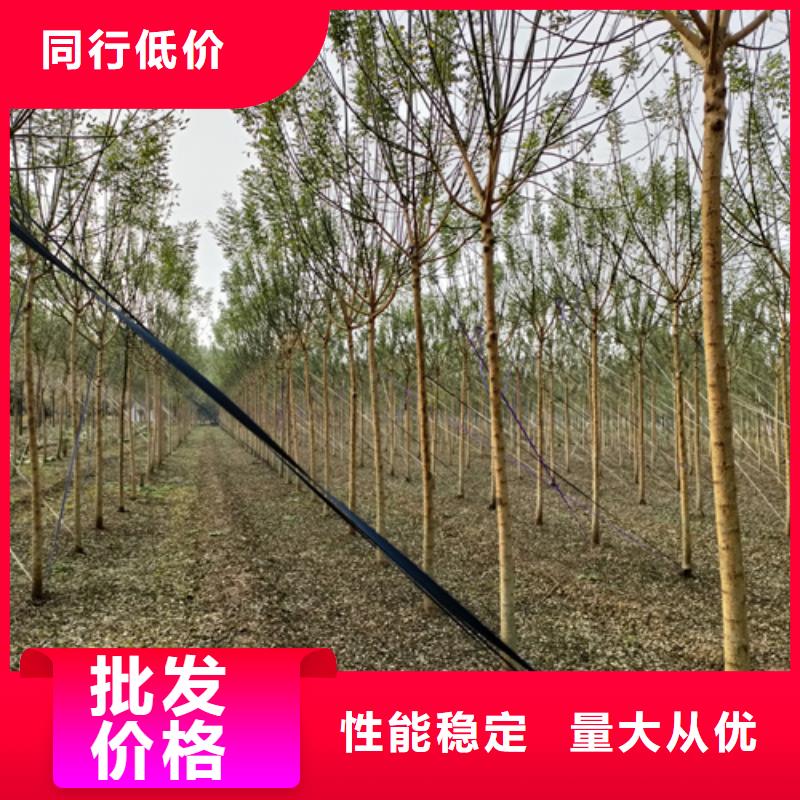 法桐价格现货供应苗木基地