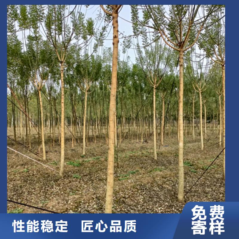 法桐价格质量放心苗木基地