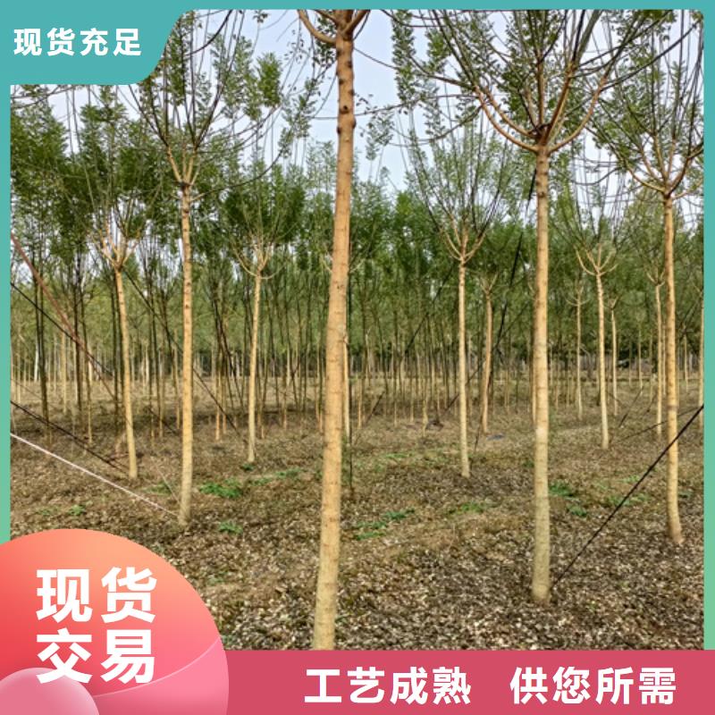 法桐小苗质量放心苗木基地