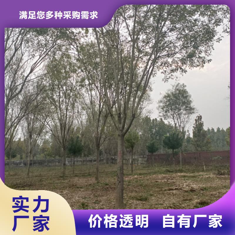 翌昊苗木种植基地速生法桐值得信赖