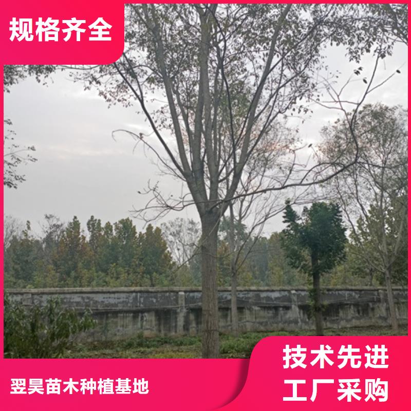 速生法桐种植基地绿化乔木