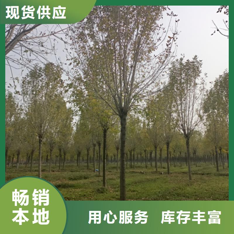 法桐价格种植基地绿化苗木