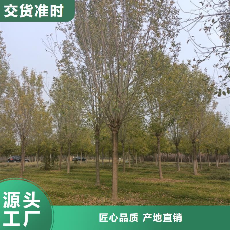 法桐小苗承诺守信苗木基地