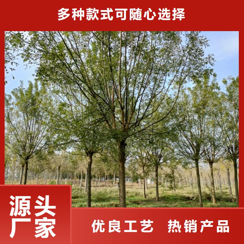 法桐小苗省心可靠