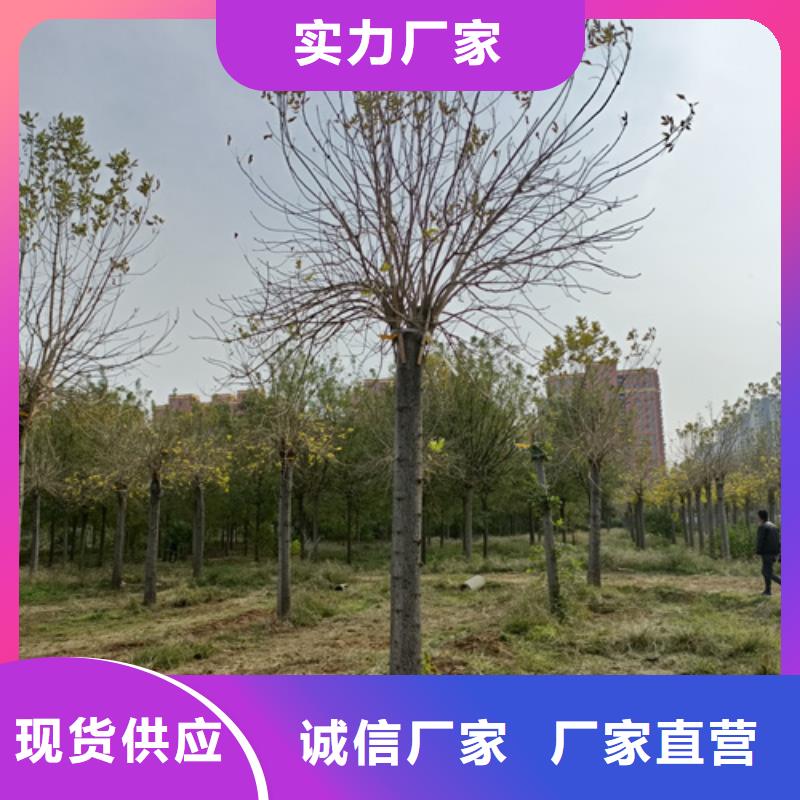 造型法桐生产商_翌昊苗木种植基地