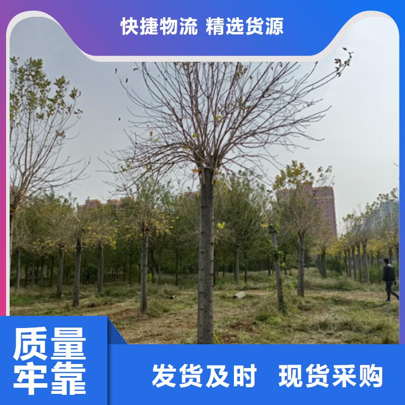 为您提供造型法桐厂家